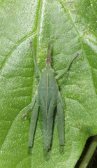 Xyleus discoideus