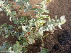 Atriplex glauca ifniensis