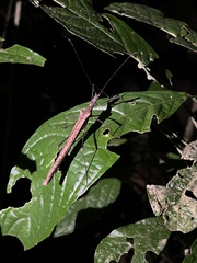 Pseudophasma unicolor