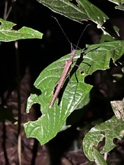 Pseudophasma unicolor