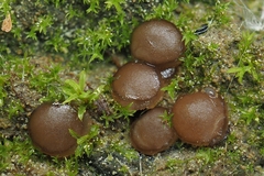 Adelphella babingtonii