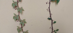 Vitis vinifera