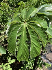 Cecropia pachystachya