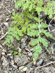 Eucrypta chrysanthemifolia