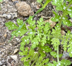 Eucrypta chrysanthemifolia