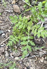 Eucrypta chrysanthemifolia