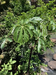 Cecropia pachystachya