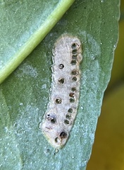 Homalodisca vitripennis