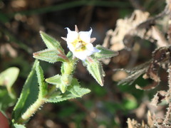Trichodesma africanum