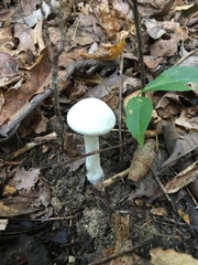 Clitopilus