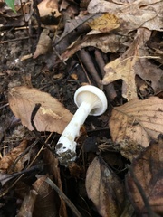 Clitopilus