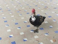 Cairina moschata domestica