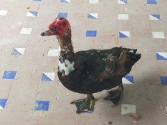 Cairina moschata domestica