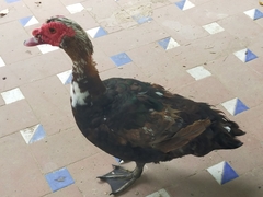 Cairina moschata domestica