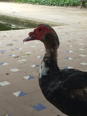 Cairina moschata domestica