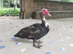 Cairina moschata domestica