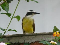 Pitangus sulphuratus