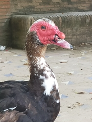 Cairina moschata domestica