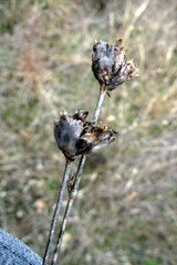 Petrorhagia prolifera