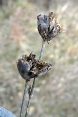 Petrorhagia prolifera