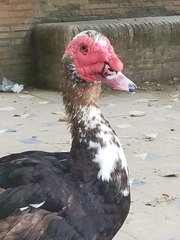 Cairina moschata domestica