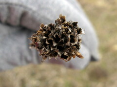 Petrorhagia prolifera