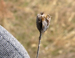 Petrorhagia prolifera