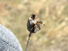 Petrorhagia prolifera