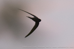 Cypsiurus parvus