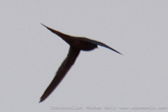 Cypsiurus parvus