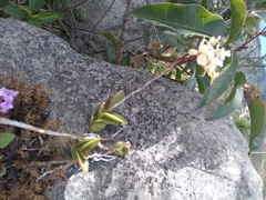 Epidendrum