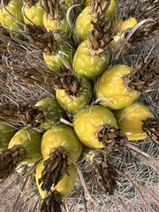 Ferocactus herrerae