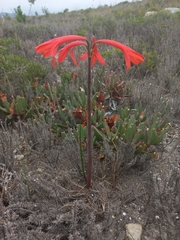Cyrtanthus ventricosus