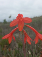 Cyrtanthus ventricosus