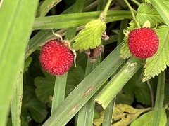 Rubus rosifolius