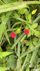 Rubus rosifolius