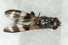 Chaetopsis fulvifrons