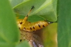 Xanthopimpla rhopaloceros