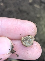 Helicodonta obvoluta