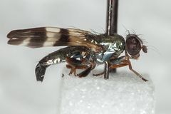 Chaetopsis fulvifrons