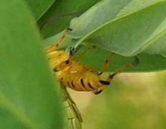 Xanthopimpla rhopaloceros