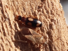 Dromius quadrimaculatus