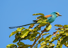 Coracias abyssinicus