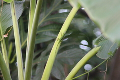 Anolis evermanni