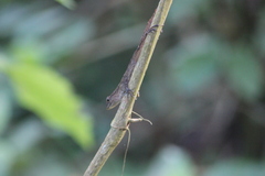 Anolis gundlachi