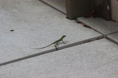 Anolis evermanni