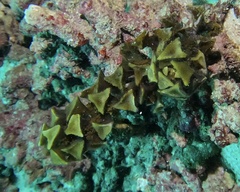 Turbinaria decurrens
