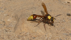Delta unguiculatum