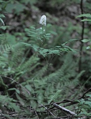 Actaea pachypoda