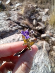 Stemodia durantifolia